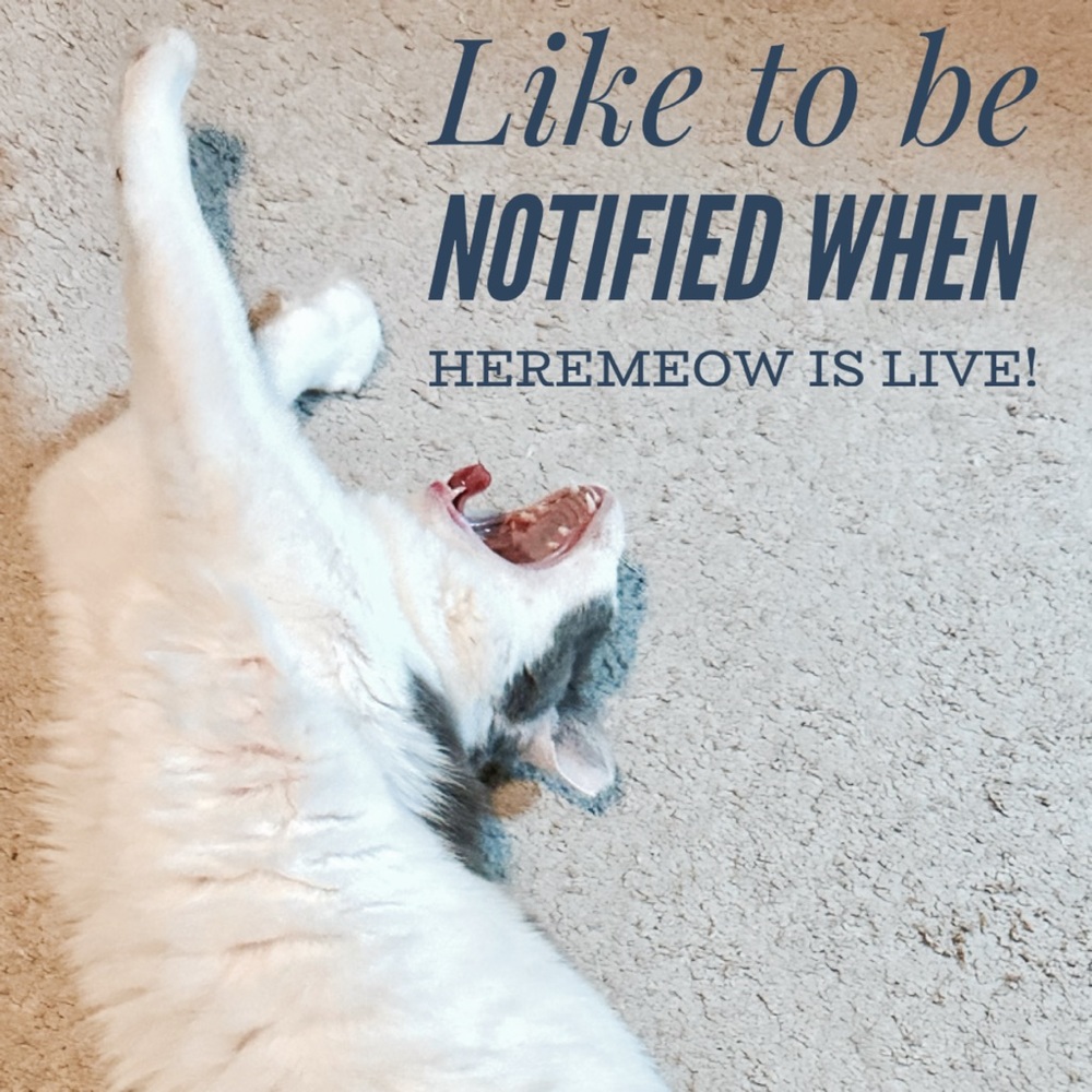 Heremeow Live Show Flyer Notification